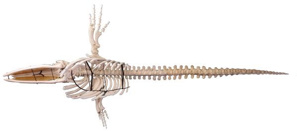 whale