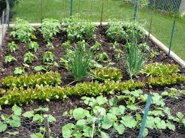 Pea Patch garden