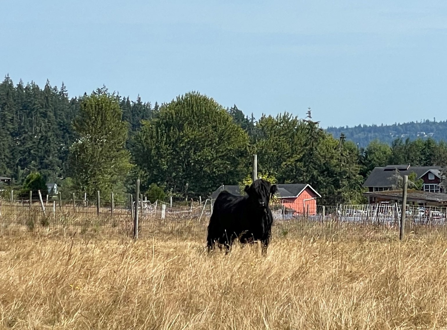 cow at Greenbank Farm