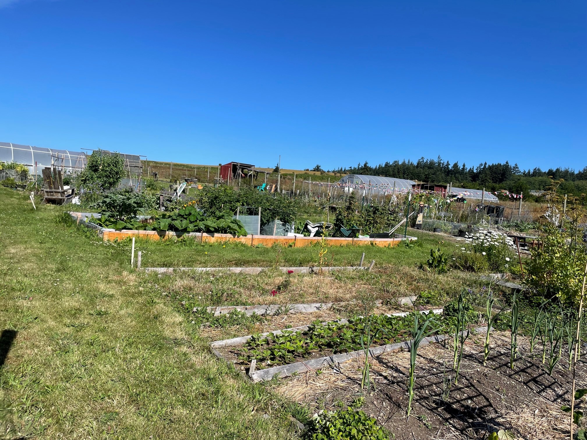 Pea Patch garden