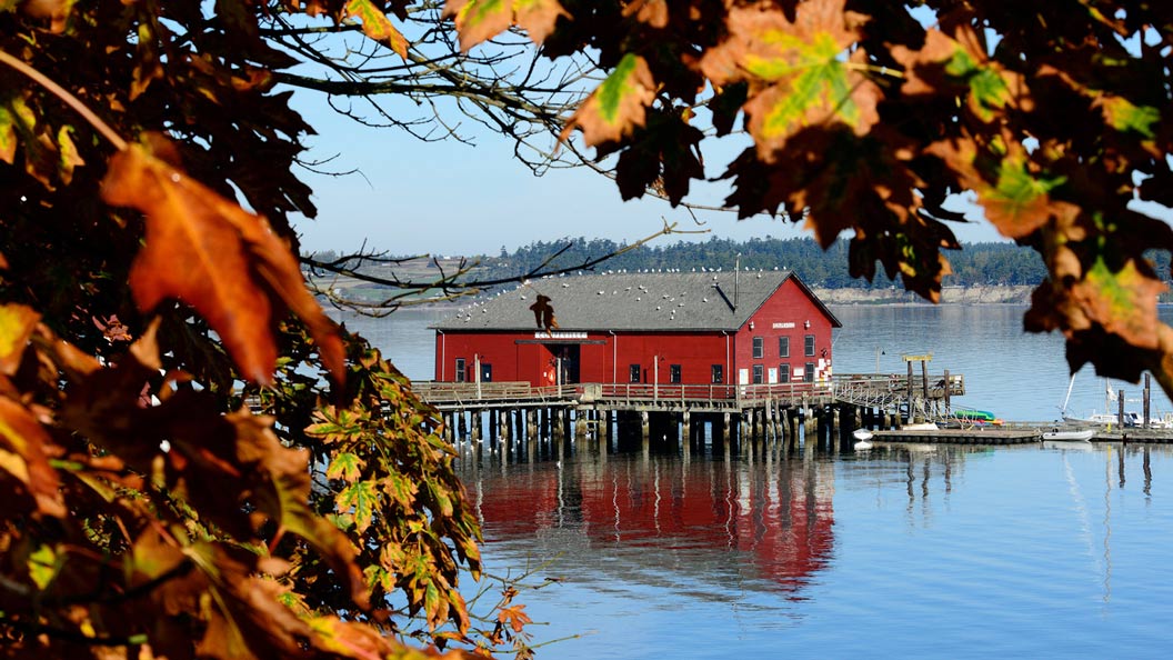 An image of the Coupeville Wharf, which is owned and managed by the Port of Coupeville on Whidbey Island, Washington. In the image, the Coupeville Wharf was photographed in the fall during a sunny day with a clear blue sky. There are seagulls perched on the roof of the Wharf. The dock to the right of the wharf has small boats tied to both sides. The photograph was taken from under a tree so the Wharf looks almost framed by the yellow, orange, and brown fall leaves.