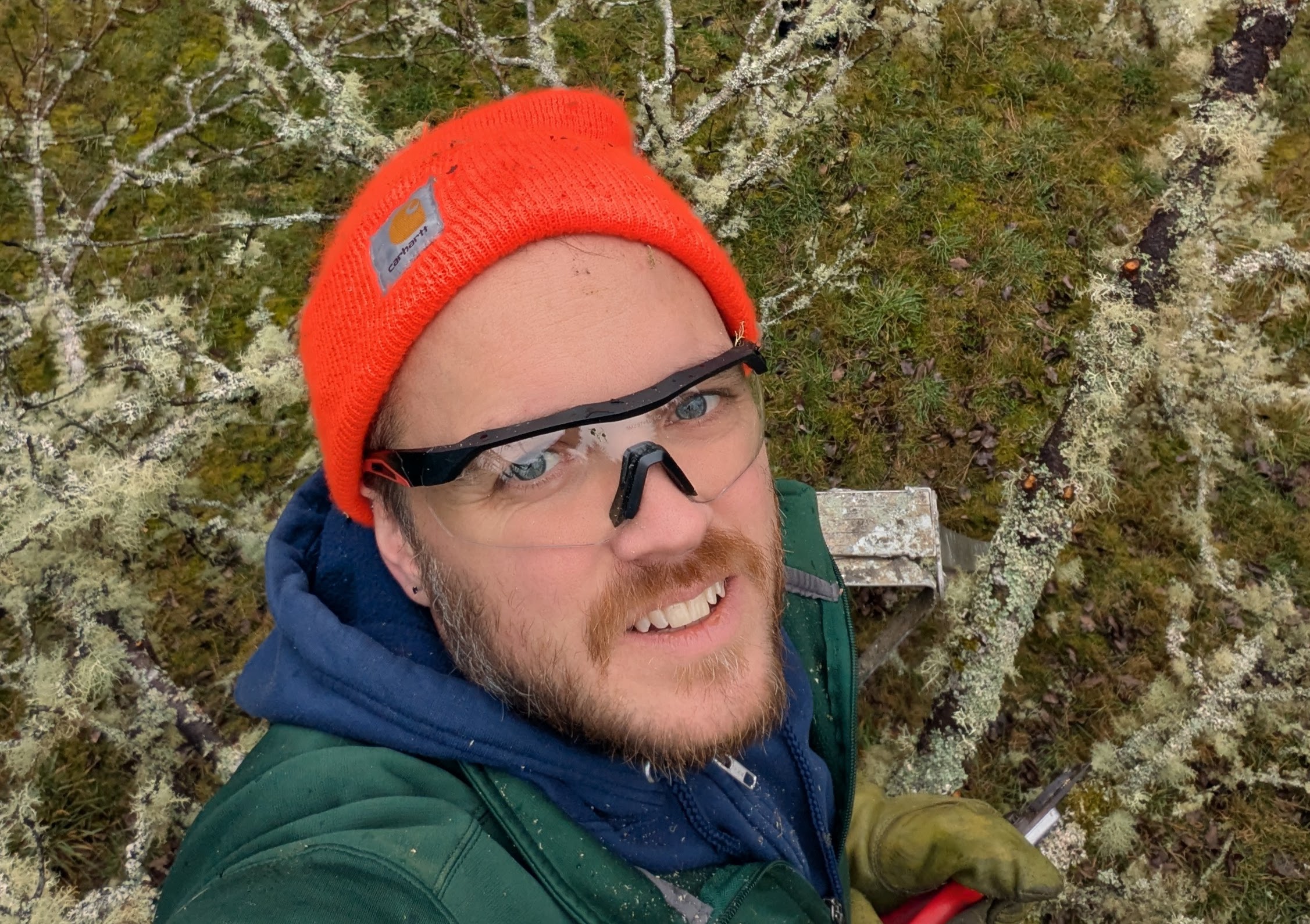 shane in a pear tree